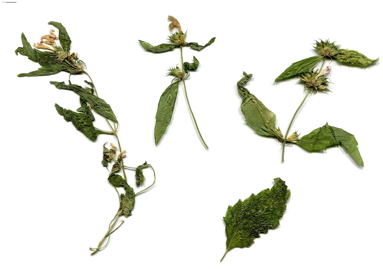 Galeopsis ladanum (Lamiaceae)